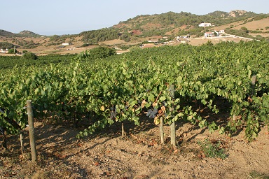 L’any 2017 augmentà en més d'un 6.5 % la comercialització  de Vi de la Terra Illa de Menorca - Notícies - Illes Balears - Productes agroalimentaris, denominacions d'origen i gastronomia balear